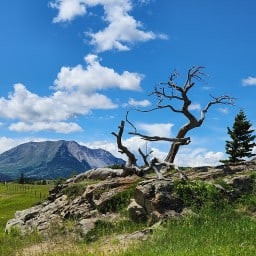 巴樹和烏龜山