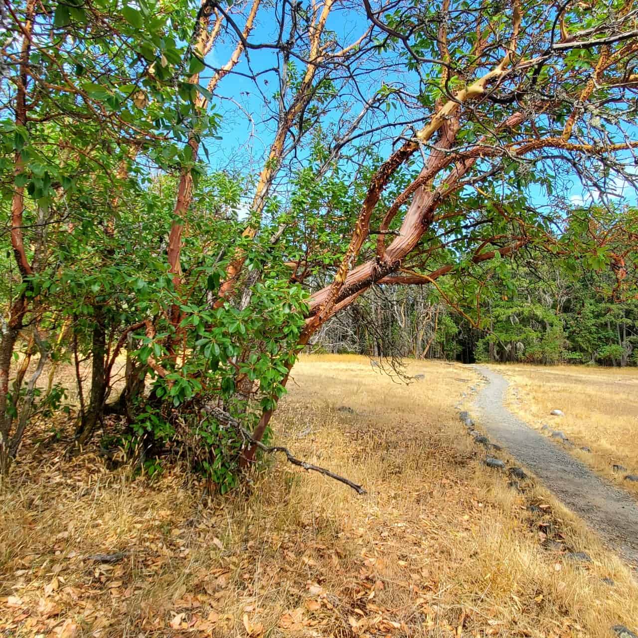 楊梅黃點公園樹木——溫哥華島有福有許多楊梅樹。他們是我最喜歡的之一。黃色點公園附近有幾個停車場。我沒能花很多時間所以可能有很多探索審判。